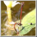 Pyrrhosoma nymphula - Fruehe Adonisjungfer 02.jpg